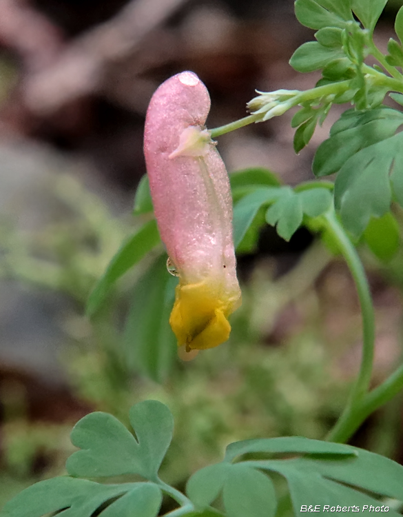 Corydalis