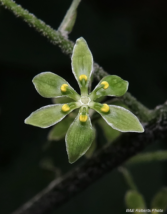 Veratrum_parviflorum