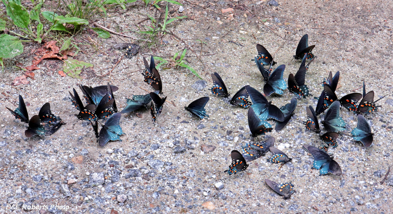 Butterflies_puddling