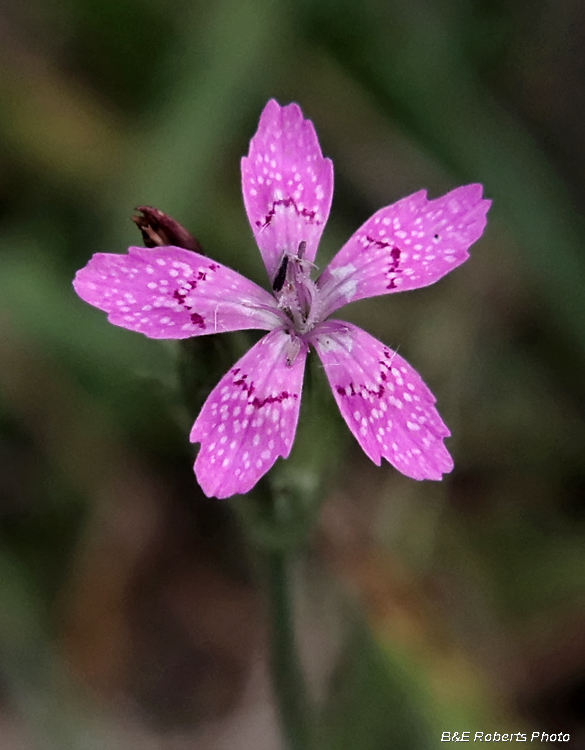 Deptford_Pink