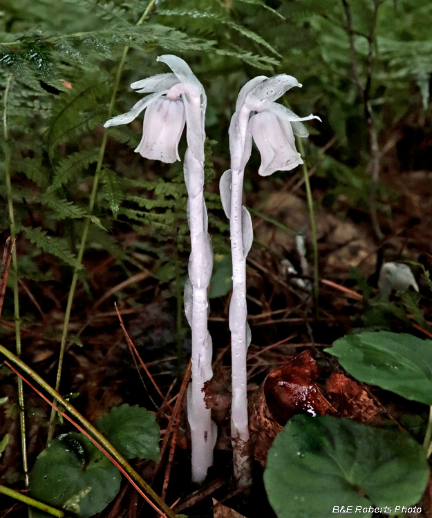 Indian_Pipes
