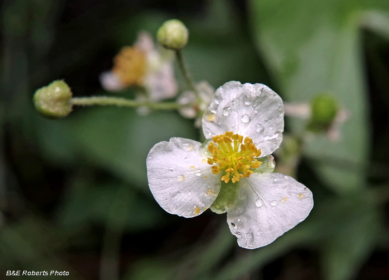 Sagittaria_latifolia