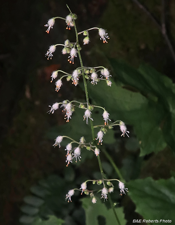 Heuchera_villosa