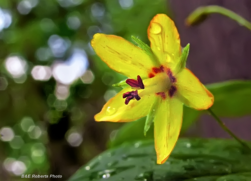 Whorled_Loosestrife