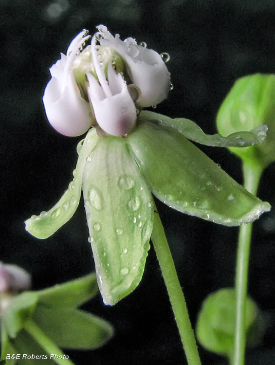 Poke_Milkweed