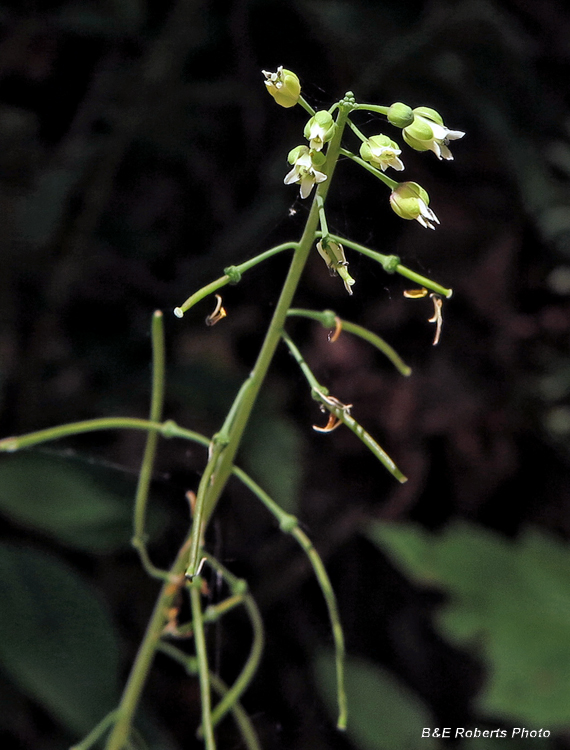 Canada_Rockcress