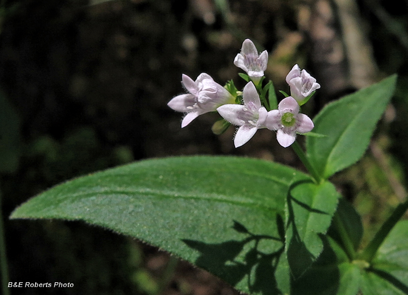 Poke_Milkweed