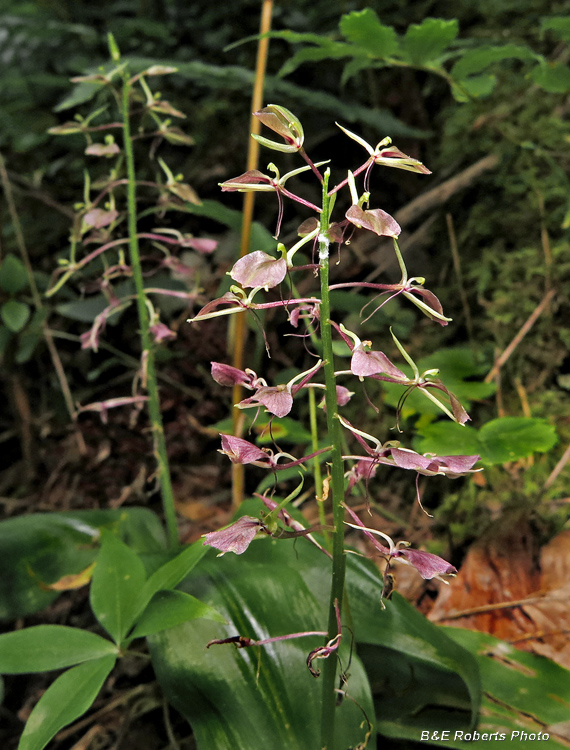 Twayblade