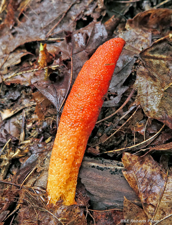 Stinkhorn