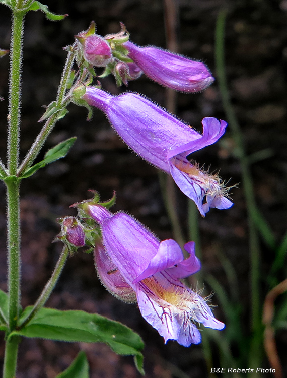 Beardtongue