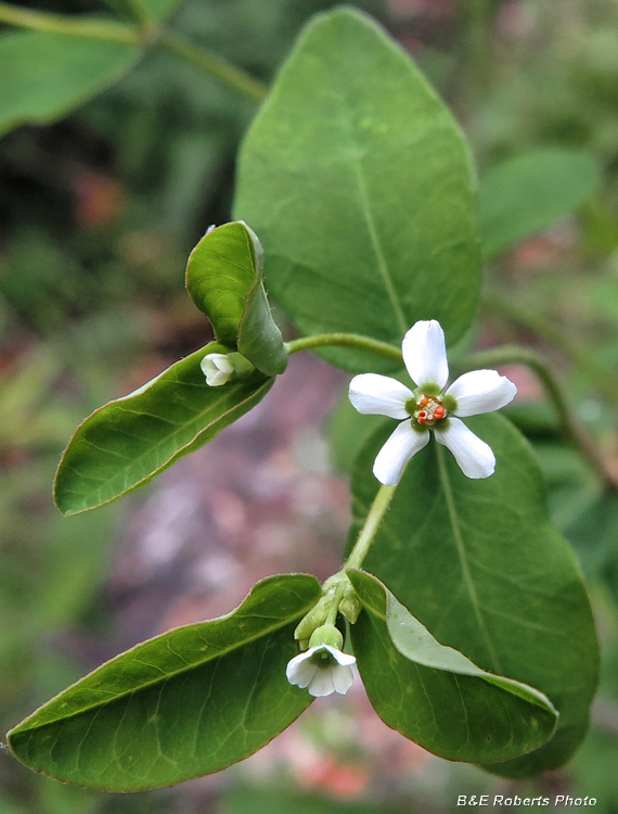 False_Flowering_Spurge