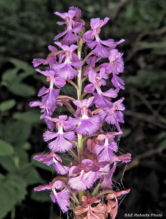 Platanthera