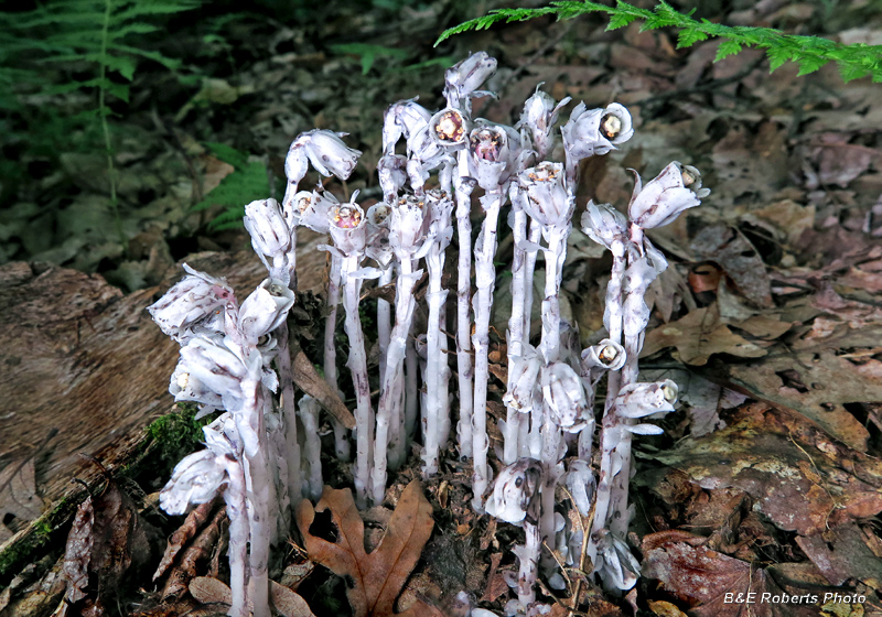 Indian_Pipes