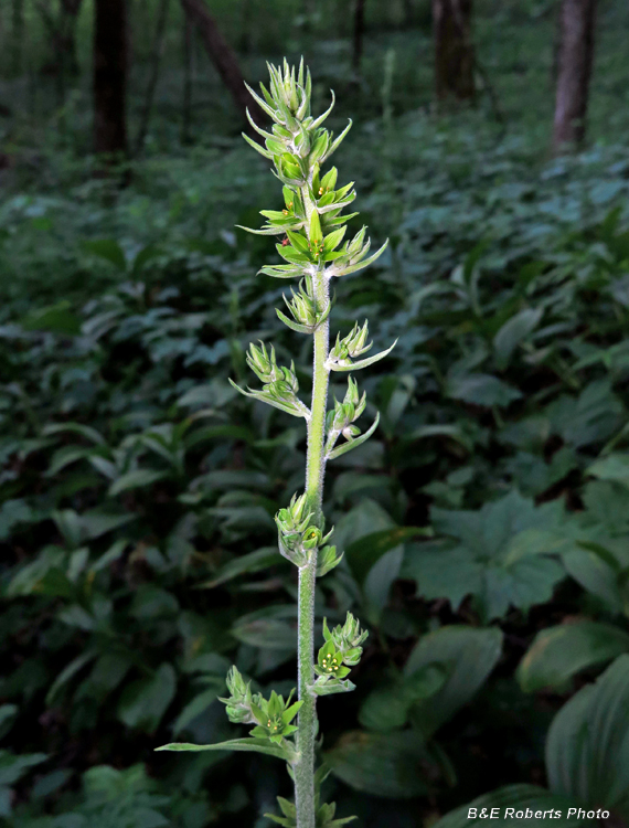 Veratrum_viride