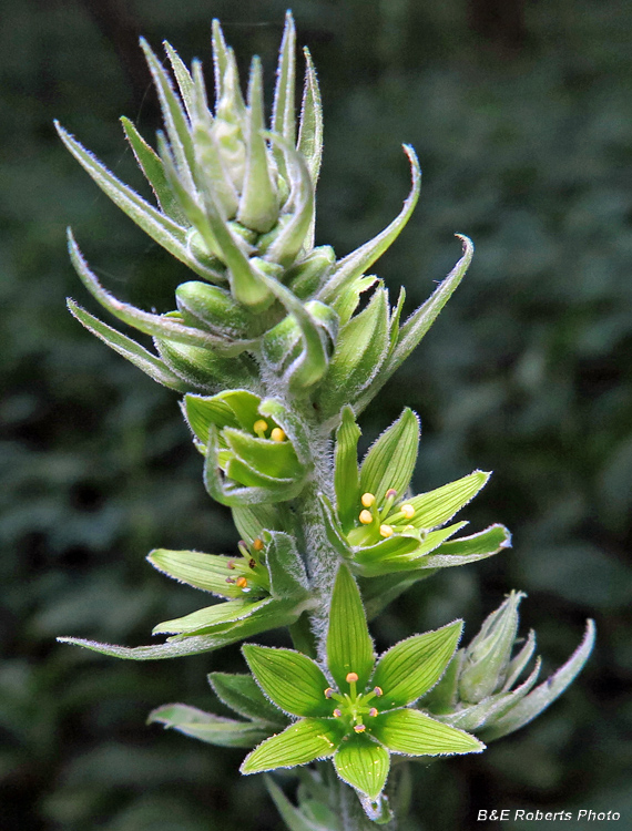 Veratrum_viride