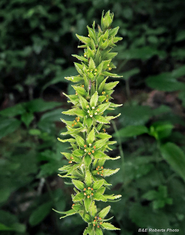 Veratrum_viride