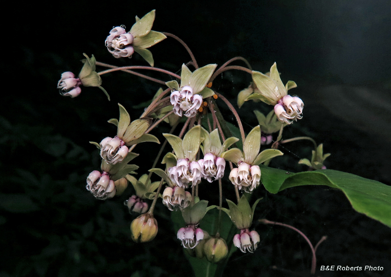 Poke_Milkweed