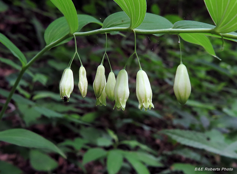 Trillium_Trio