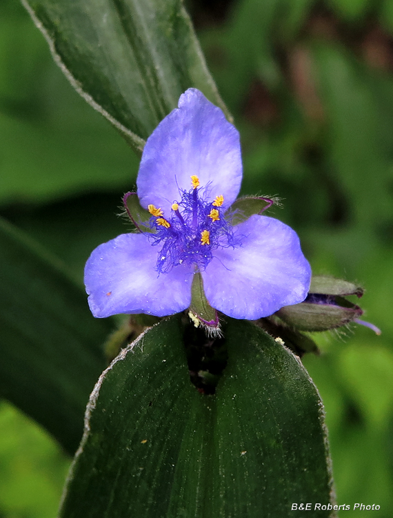 Spiderwort