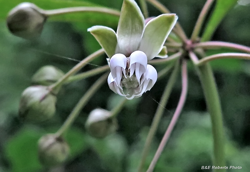 Poke_Milkweed