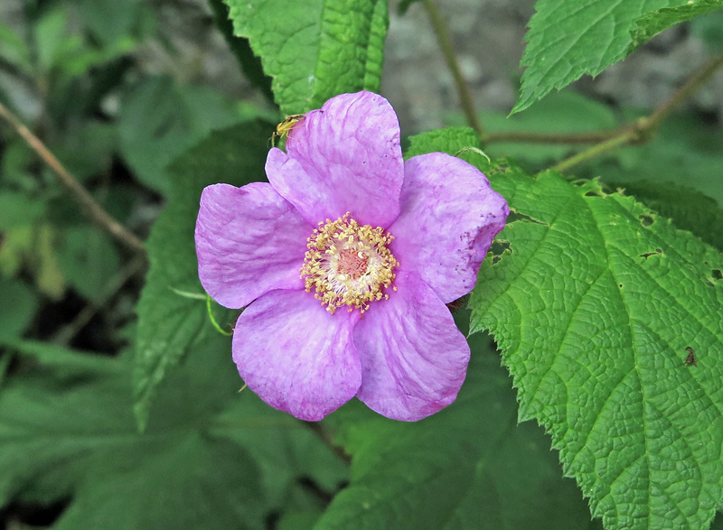 Purple_Raspberry