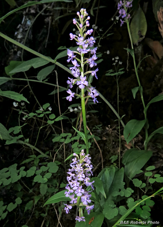 Platanthera