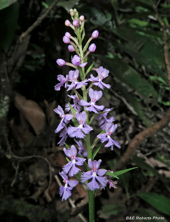 Platanthera