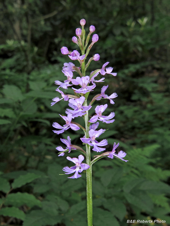 Platanthera