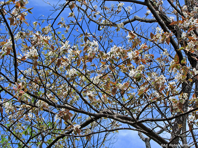 Serviceberry