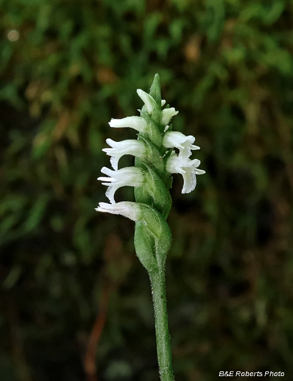 October_Ladies_Tresses