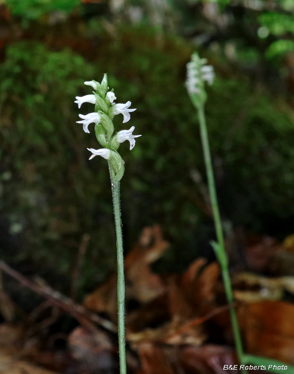 October_Ladies_Tresses