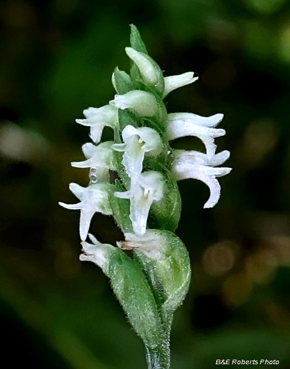 October_Ladies_Tresses