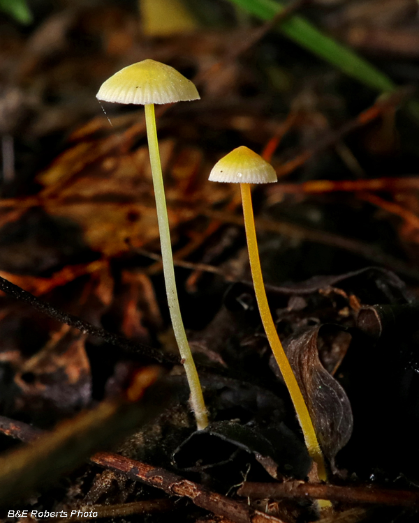 Mushroom_pair