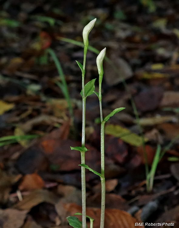 Three_Birds_Orchids-buds