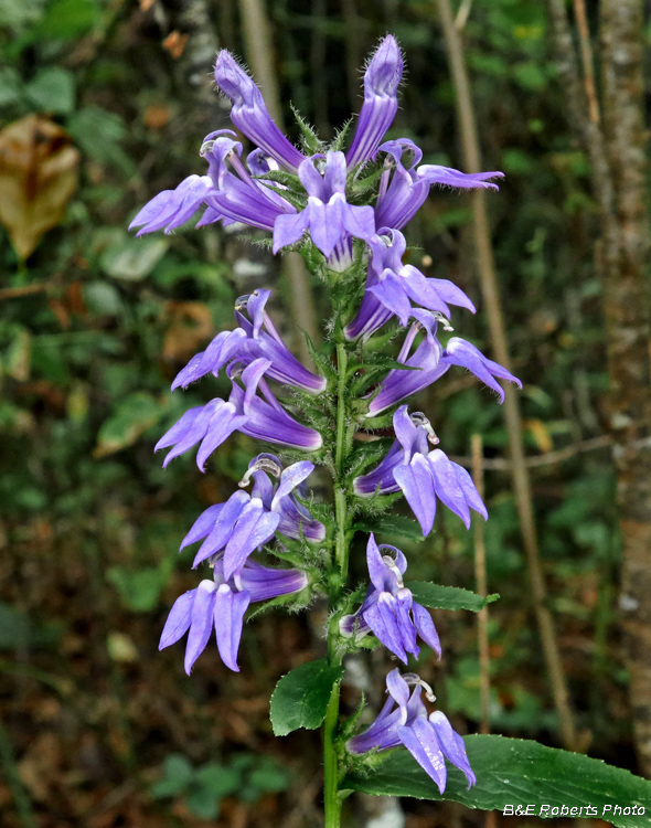 Great_Lobelia