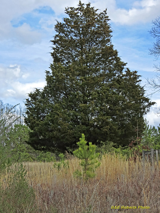 Cedar