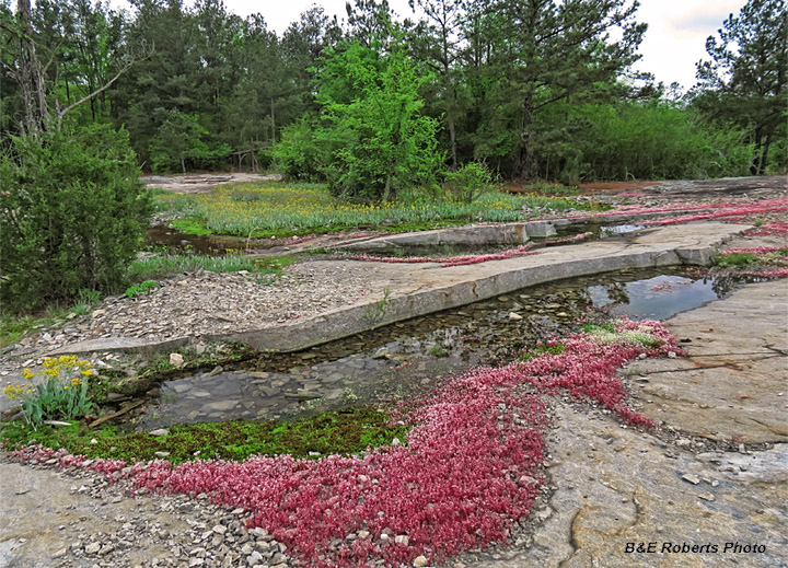 Quarry_flowers