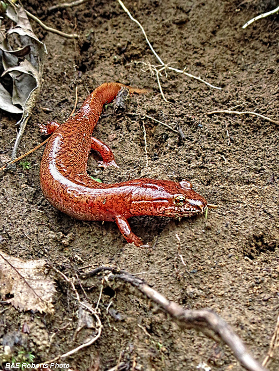 Spring_Salamander