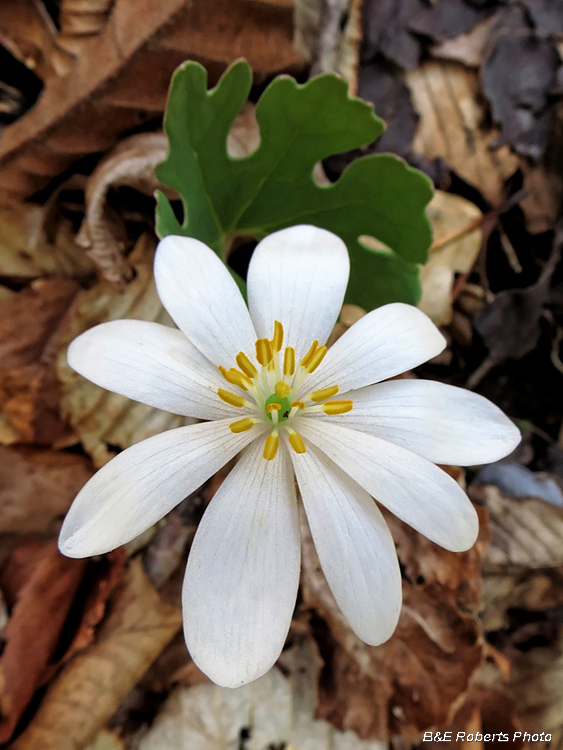 Bloodroot