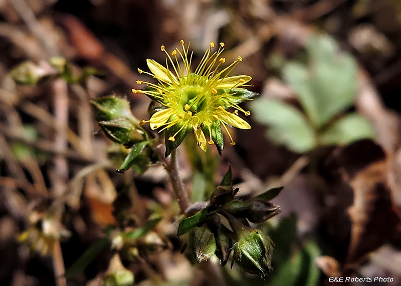 S_Barren_Strawberry