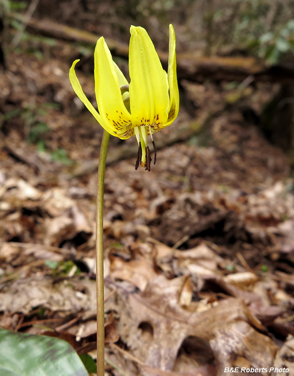 Trout_Lily