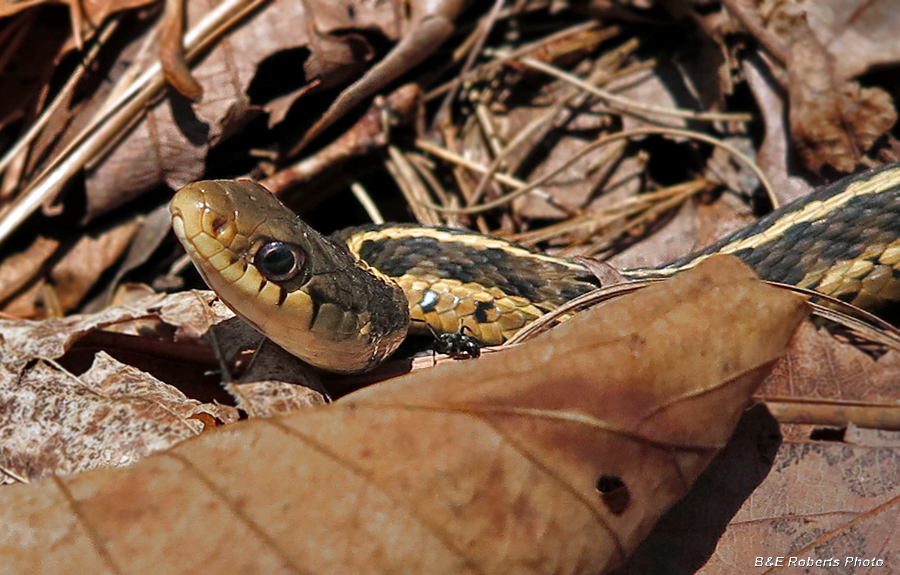 Garter_snake