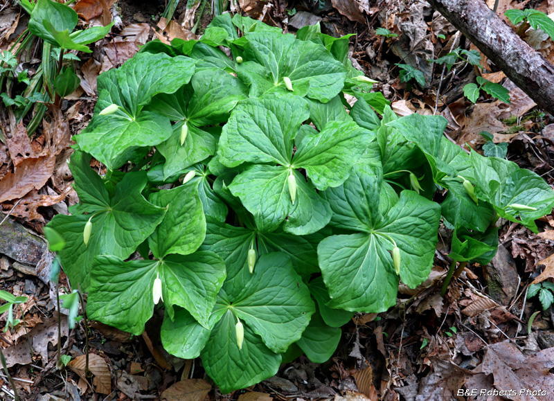 Trillium_buds