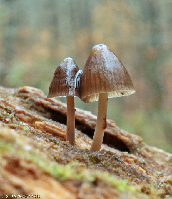 Mushrooms