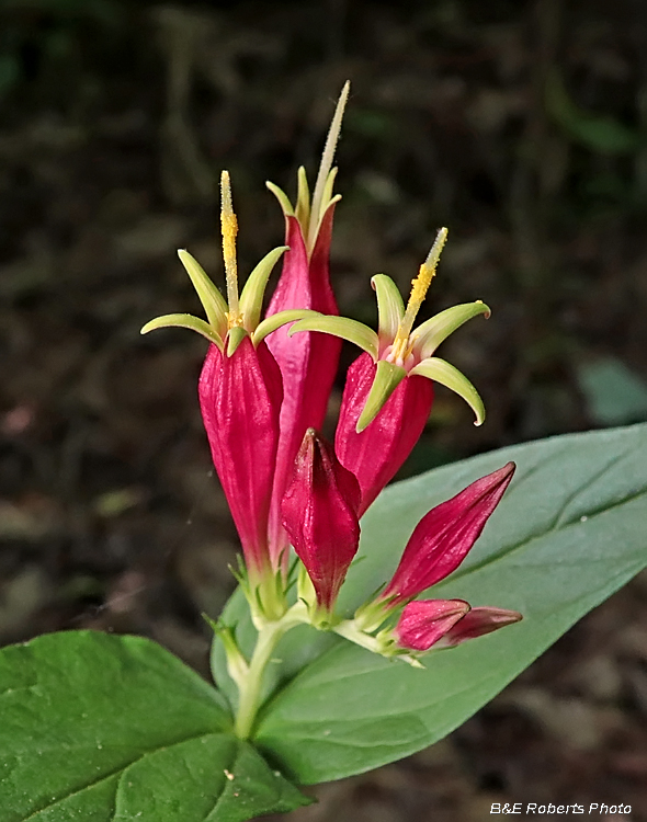 Spigelia