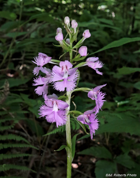 Platanthera_grandiflora