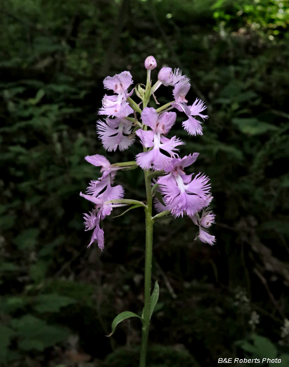 Platanthera_grandiflora