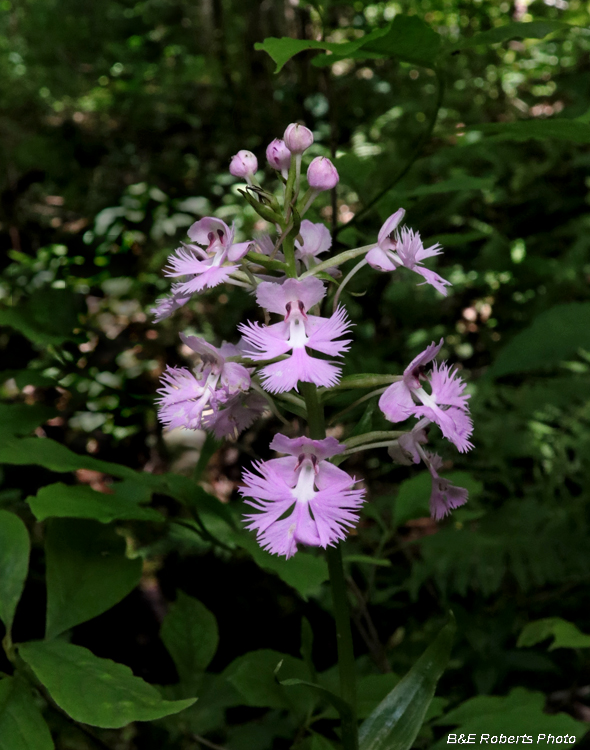 Platanthera_grandiflora