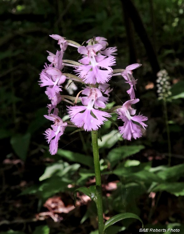 Platanthera_grandiflora