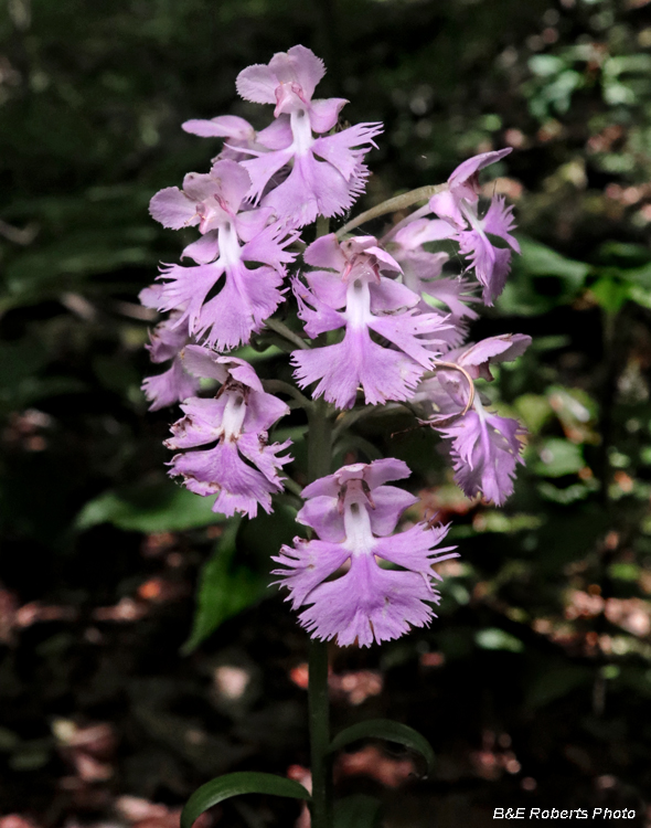 Platanthera_grandiflora